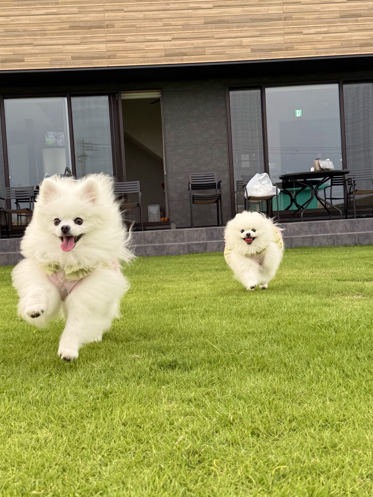 愛犬に優しい
「犬ファースト」な設計